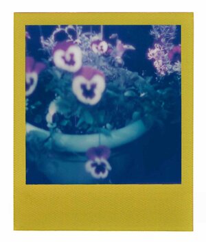 Viola Tricolor Var (No. 1)